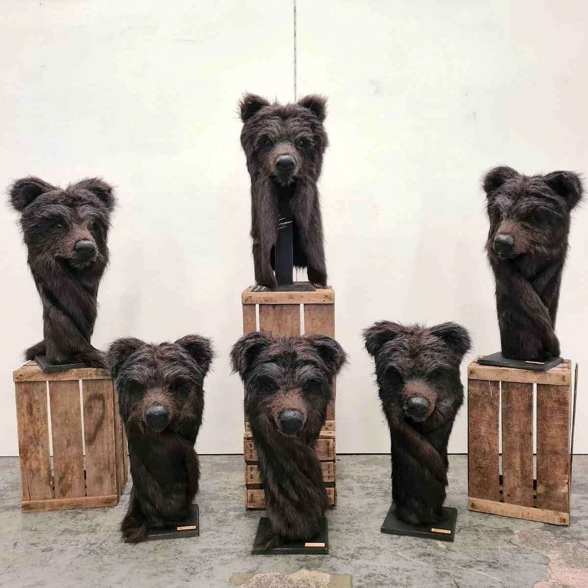 Photos of six bear masks on display